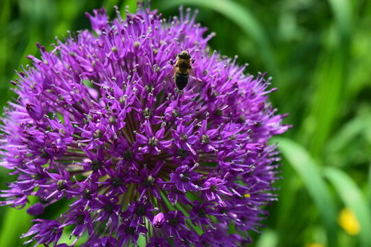 Allium purple sensation head flower and bee