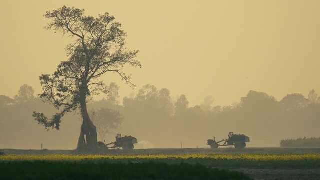 Bogura, Bangladesh - 17 May 2026: View of motorized tractors driving along a rural path past a large solitary tree and yellow mustard fields under a hazy golden sky.