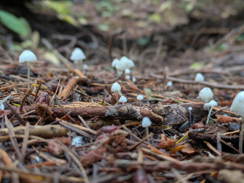 Close up side angle view of tiny mushroom caps, most likely of
Genus Strobilurus, growing out of the rich mulch of the forest floor. 