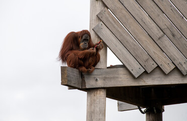 Orangutan (Pongo) © Tara