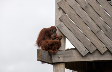 Orangutan (Pongo) © Tara