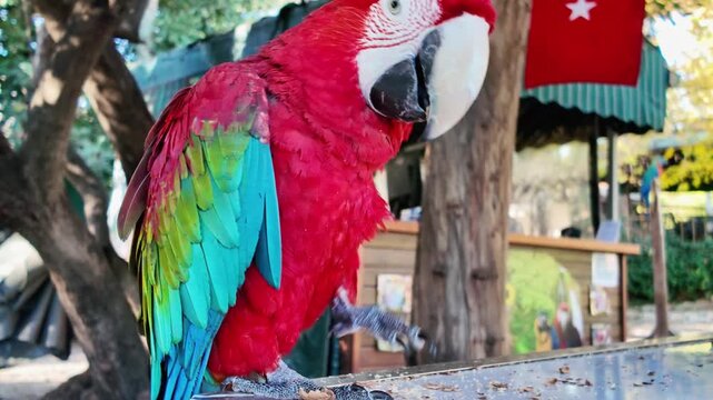 A vibrant scarlet macaw perches on a surface, raising its foot in a sunny outdoor setting.