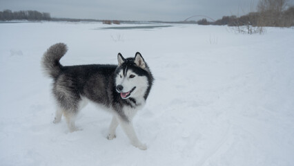 Siberian husky dog running away in deep snow towards winter forest © Михаил Решетников
