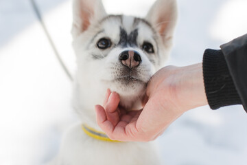 Close up of woman hand scratching husky puppy under chin. © Olga