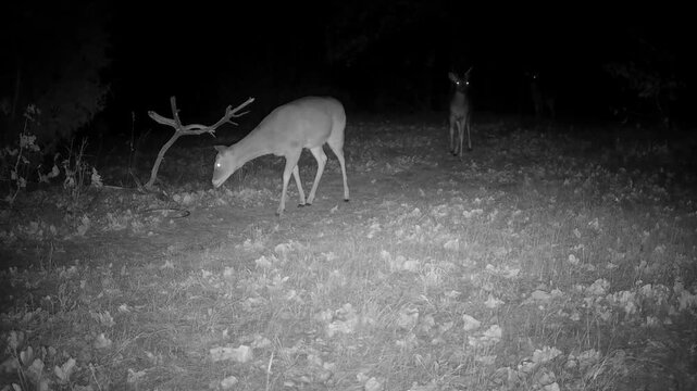 Three bucks warily walking through an opening on a winter night