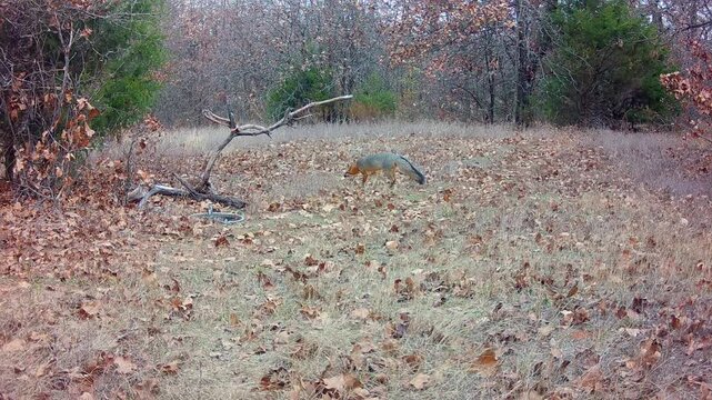 Gray fox sniffing around in an opening in the woods on a fall afternoon, with another one joining it from center left