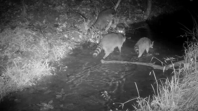 Raccoon family walking in a creek on a rainy fall night, with two babies playing and bouncing around