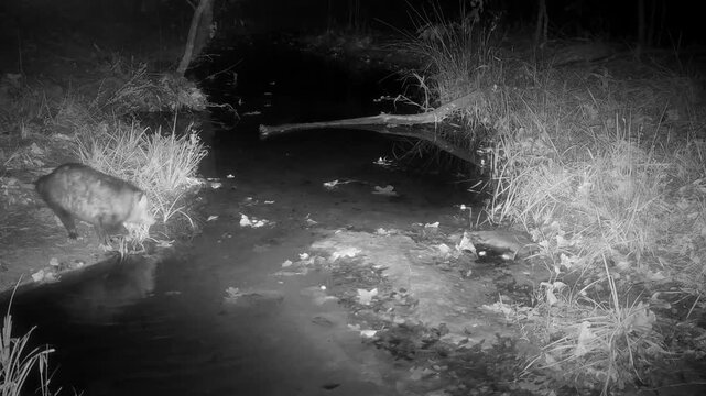 Virginia opossum drinks at a creek on a fall night, then walks across it