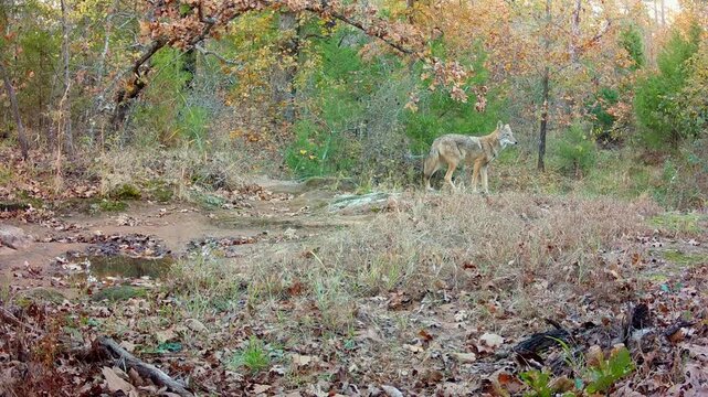 Coyote in the woods on a fall evening, looking around and listening, trying to figure out which way to go