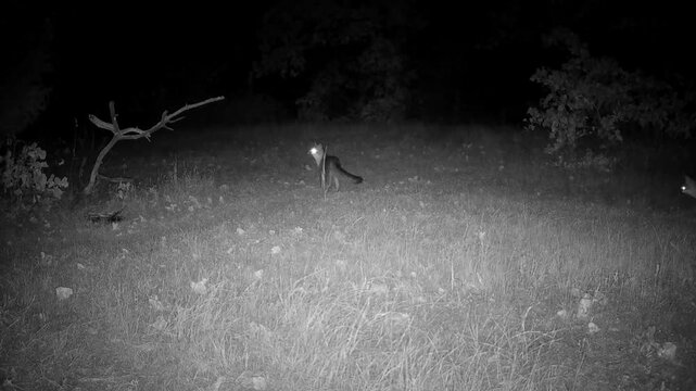 Two gray foxes on an autumn night walking and looking around 