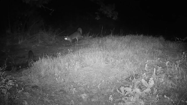 A pair of Gray foxes crossing an almost completely dry creek on a fall night