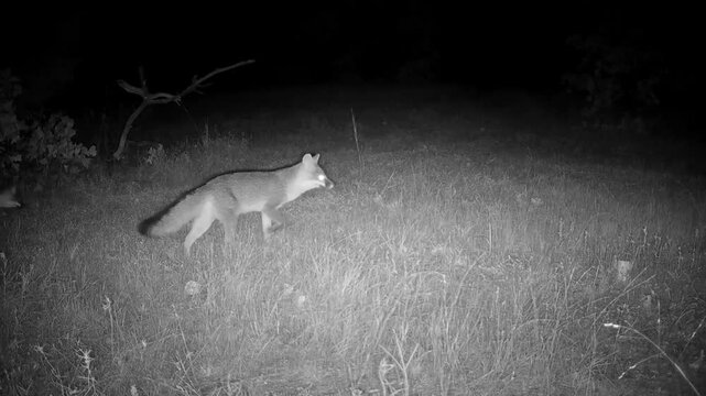 Two foxes prowling on a fall night, one stopping to sniff for tracks in the grass, the other scratching an itch