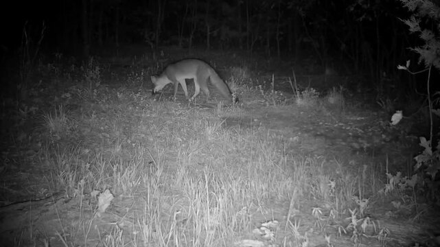 Gray fox walks through an opening on a fall night, sitting down to scratch an itch and then moves on
