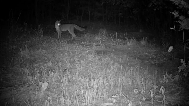 Young gray fox crossing an opening on a fall night, getting spooked for a moment, then moving off to the right