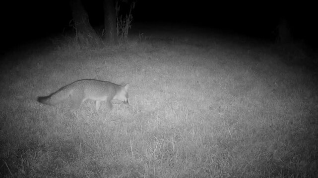 Gray fox at night in a backyard, looking for and eating persimmon fruit