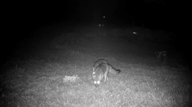 Two gray foxes on a fall night, walking around sniffing for tracks