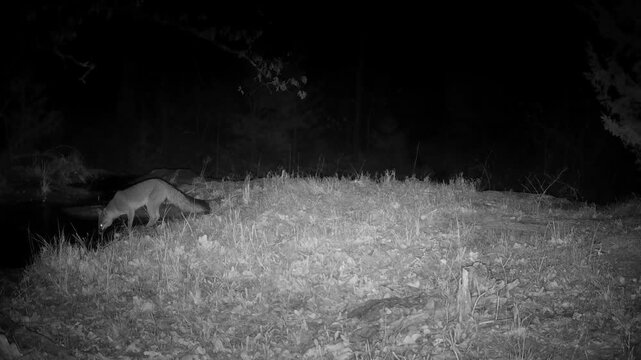 Gray fox trots across the view to drink at a small creek on an early spring night