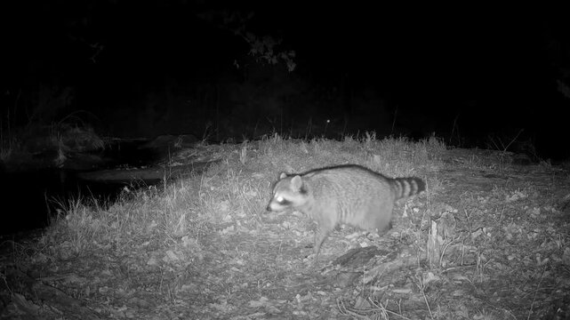 Raccoon marking his territory on a winter night