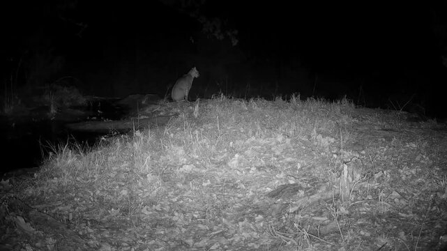 Small bobcat crossing a small creek on a winter night, then sitting down to look around and listen to the sounds of the night