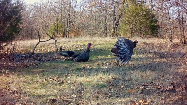 Three Tom turkeys resting in the shade on an early spring evening