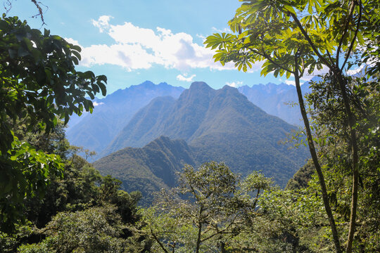 Jungle Framed Andes