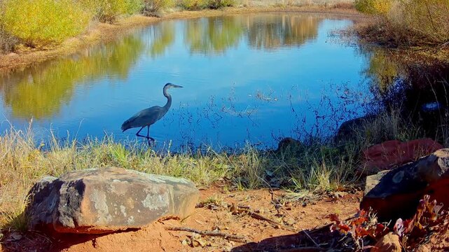 Great Blue Heron wading in a still pond on a sunny autumn morning