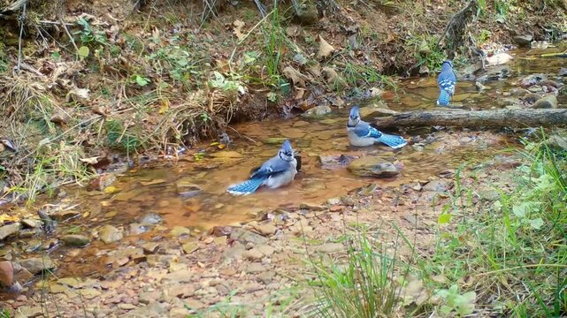 Beautiful Blue Jays bathing in a creek on a fall afternoon