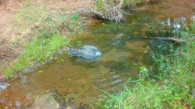 Cooper's hawk bathing and splashing in a small creek on a fall morning