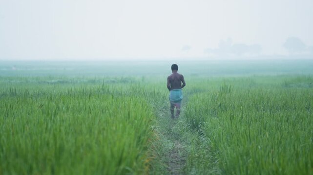 Bogura, Bangladesh - 16 May 2026: View of a man walking along a narrow path through lush green paddy fields under a thick morning mist.