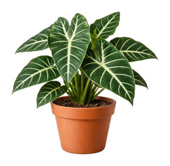 Fototapeta premium PNG Vibrant potted tropical plant