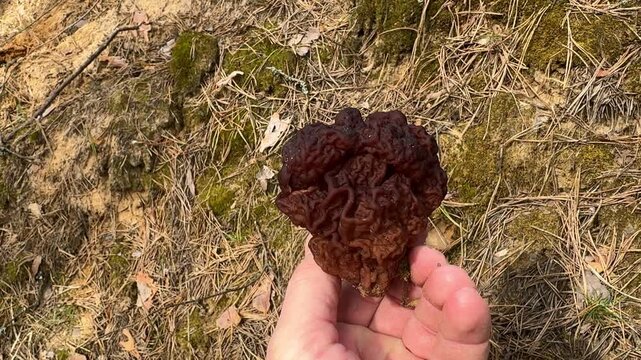 False morel mushroom in mushroom picker hand in spring forest, seasonal delicacy concept