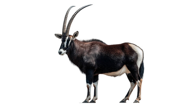 Sable antelope standing in regal posture isolated on white background with detailed horns and elegant wildlife portrait lighting Isolated on transparent background PNG
