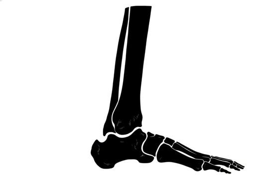 Human Foot Skeleton: A black silhouette illustrates the intricate bone structure of the human foot and ankle, showcasing the tarsals, metatarsals, and phalanges in precise anatomical detail.