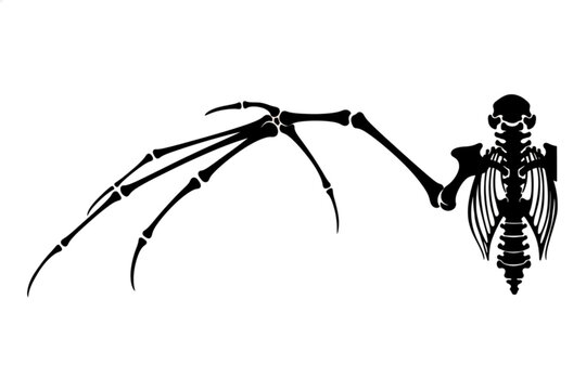 Bat Wing Skeleton Illustration: A detailed black and white illustration showcasing the skeletal structure of a bat's wing and upper torso, highlighting the intricate bone arrangement.