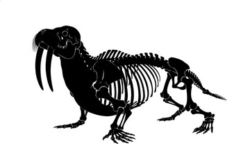 Fototapeta premium Walrus Skeleton: A detailed depiction of a walrus skeleton, showcasing its bone structure, tusks, and overall anatomy.