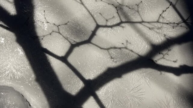 Tree shadow on icy surface with delicate frost crystals in winter.