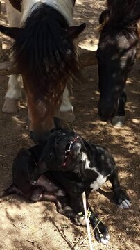 a close-up video of a black American dog bully with a white spot on its chest. The dog is actively scratching its right side with its back paw. At the same time, the head and neck of a brown pony appe