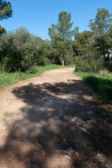 Fototapeta premium A wide unpaved walking trail winding through dense green Mediterranean vegetation and trees under a clear blue sky.