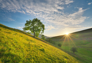 Obraz premium Lone Tree on Green Hill Slope at Sunrise, Beautiful Morning Nature Landscape with Sun
