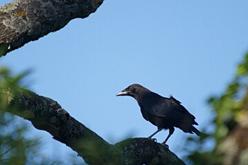 Fototapeta premium Corbeau noir