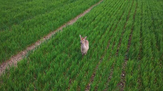 Wild Deer in the Green Fields