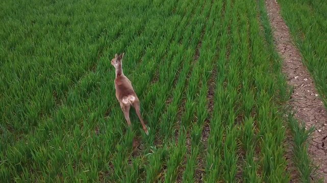 Wild Deer in the Green Fields