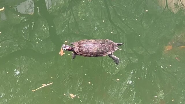 red eared slider turtle swimming beside orange koi carp in green pond water, freshwater animals moving through calm reflective habitat, concept of wildlife, ecology, aquaculture