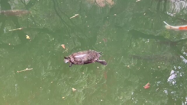 Red eared slider turtle swimming with koi carps in green garden pond water, freshwater animals in calm reflective habitat, concept of wildlife, ecology, landscape design