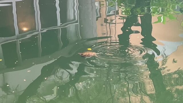 Red eared slider turtle swimming in reflective pond water, freshwater reptile creating ripples near urban garden reflections, concept of wildlife, ecology, education