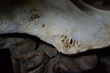 Obraz premium Moody turkey bones (macro photos)