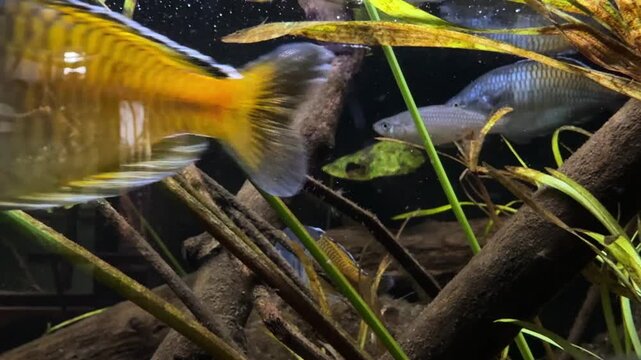 Boesemans rainbowfish Melanotaenia boesemani swimming among aquatic plants and driftwood in freshwater aquarium. Tropical ornamental fish photographed underwater in artificial aquatic habitat.