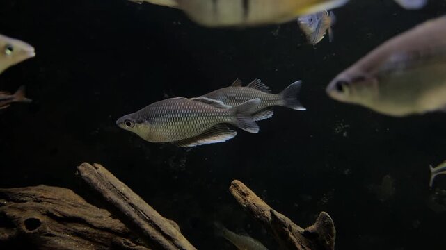 Silver rainbowfish Melanotaenia lacustris swimming near submerged driftwood in freshwater aquarium. Tropical ornamental fish photographed underwater in artificial aquatic habitat with natural wood dec