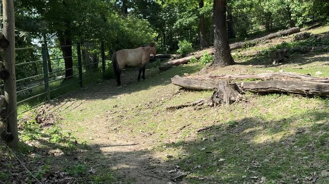 Przewalski horse Equus ferus przewalskii standing on dry forest path in woodland habitat with native trees and vegetation. Rare wild horse species outdoors in natural environment during sunny daytime.