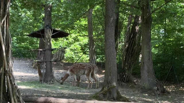 Vicuna Vicugna vicugna grazing on hay beneath mature forest trees in shaded woodland enclosure habitat. South American camelid mammals feeding outdoors among natural vegetation.